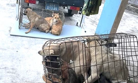 Triệt phá ổ nhóm trộm chó luôn thủ sẵn hung khí để chống trả