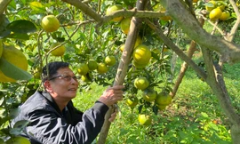 Lão nông xứ Nghệ tiết lộ bí quyết chống rụng cam đặc sản