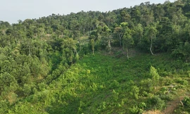 Nhận tiền của người vào rừng hái măng, 4 cán bộ Ban quản lý rừng phòng hộ bị khởi tố