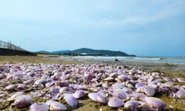 Người dân đổ xô ra biển Cửa Lò vớt 'lộc biển'