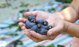 ‘Vàng đen’ vào mùa, vì sao thương lái ngậm đắng nuốt cay? 