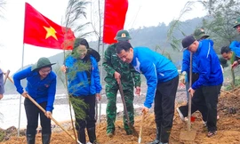 Trồng hơn 10.000 cây phi lao trên rừng phòng hộ ven biển Nghệ An