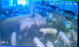 Đàn lợn sắp xuất chuồng bị điện giật chết, chủ trang trại thiệt hại hàng trăm triệu đồng