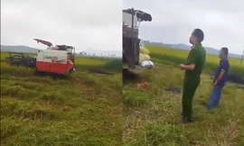 Máy gặt đập liên hoàn lùi khiến chủ ruộng lúa tử vong