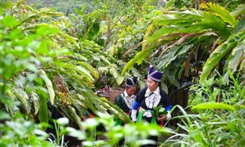 Người 'đi đầu dẫn lối' đưa củ gừng của bà con dân bản ra thế giới
