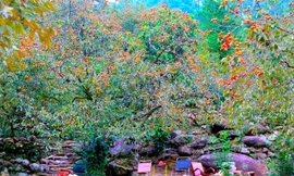 Cực phẩm ‘lên sóng’ ở vườn hồng cổ chín mọng 