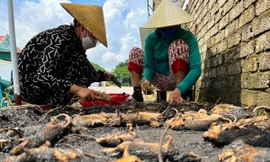 Chợ chuột lớn nhất Nghệ An, mỗi ngày tiêu thụ cả tấn