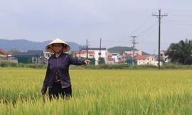 Nông dân 'đứng ngồi không yên' vì nguy cơ mất trắng hơn 150ha lúa