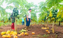 Vụ ‘bùng’ nghìn tấn đu đủ: Bất ngờ ‘cháy’ hàng, giá tăng gấp đôi