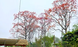 Đẹp nao lòng những cây hoa gạo cổ thụ bung nở giữa núi rừng xứ Nghệ