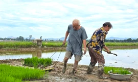 Trả công gần nửa triệu một ngày, người dân vẫn khó kiếm thợ cấy thuê