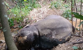 Voi đực hơn 20 tuổi còn nguyên cặp ngà chết trong rừng cao su