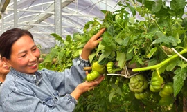 Người phụ nữ dân tộc Thái 'bỏ túi' nửa tỷ mỗi năm nhờ rau sạch