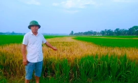 Lão nông 'chết lặng' vì ruộng lúa đang trổ bông bị chết cháy nghi do phá hoại