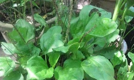 Mã đề chữa tăng huyết áp, viêm cầu thận