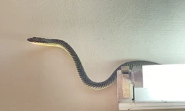 Rắn, côn trùng lạ vào nhà sau mưa lũ, phải xử lý thế nào?