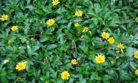 Ngứa khi mang thai có phải là bệnh lý?