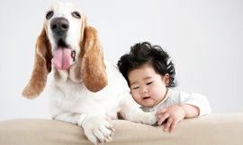 Nhiễm giun từ các ‘boss’ chó, mèo