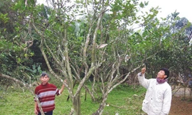 Anh Hán Duy Tấn bên những cây cam không quả còn sót lại sau lũ