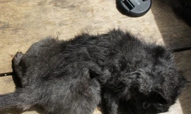 Tìm thấy chuột đá tưởng tuyệt chủng 11 triệu năm trước