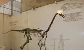 Lần đầu phát hiện dấu tích khủng long có lông vũ tại Bắc Mỹ