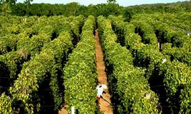 Bất chấp khuyến cáo, nông dân vẫn ồ ạt trồng tiêu