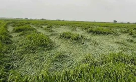 Không khí lạnh, mưa lớn tại Huế gây thiệt hại nặng cho sản xuất nông nghiệp