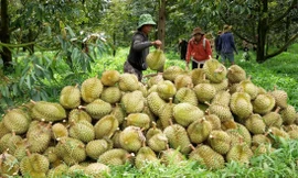 Vấn đề phân bón DAP Hàn Quốc được cảnh báo vượt dư lượng Cadimi từ 2023 nhưng Cục BVTV kiểm tra, không công bố kết quả