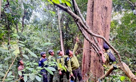 Xuyên đêm canh giữ hơn 2.000 cây giáng hương quý hiếm dịp Tết