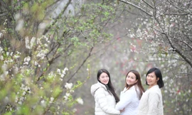 Check-in ‘thiên đường’ trắng hồng giữa núi rừng Đông Bắc