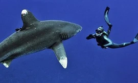 Cô gái có sở thích… bơi cùng cá mập