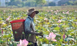 Nông dân Khánh Hòa đội nắng thu hoạch đài sen
