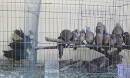 Sinh viên tử vong vì cúm gia cầm A/H5N1 từng đi bẫy chim hoang dã