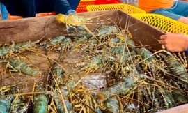 Sẽ xác lập kỷ lục Việt Nam 120 món ăn chế biến từ tôm hùm 