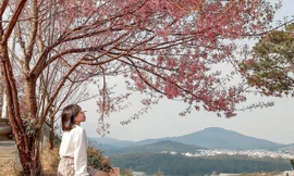 Đi đâu đón 2021: Mời bạn ghé thăm những con đường ngập sắc hoa anh đào ở Đà Lạt