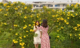 Con đường hoa hoàng yến rực rỡ một góc trời, teen Sài Gòn rủ nhau check-in đón Tết