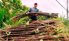 Nguy cơ thiếu mía nguyên liệu