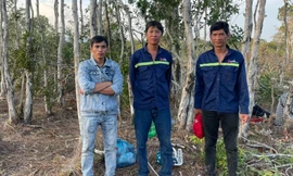 Bắt 3 đối tượng phá hàng nghìn mét vuông rừng ở Phú Quốc 