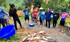 Vụ cá trong 4 ao chết hàng loạt: Đầu độc ao cá vì mâu thuẫn với hàng xóm