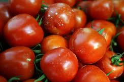 Hàng trăm hộ dân bị đánh tráo giống cà chua