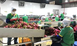 Hàng triệu tấn nông sản đang bí đầu ra