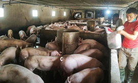 Giá lợn tụt dốc không phanh, cách nào ứng cứu?