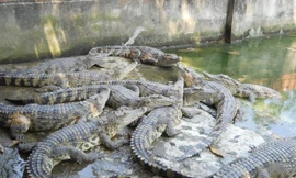 Sắp xuất khẩu cá sấu Việt Nam sang Trung Quốc
