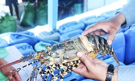 Lý do tôm hùm bông ở Khánh Hòa chết hàng loạt