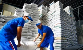 Gạo Việt vượt qua Thái Lan, lập kỷ lục giá cao nhất thế giới 