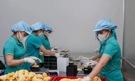 Sầu riêng đông lạnh sắp có 'visa' xuất Trung Quốc