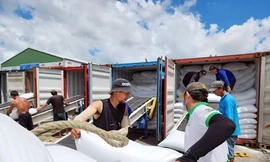 Giá gạo Việt giảm mạnh sau vụ doanh nghiệp bỏ thầu thấp xuất Indonesia