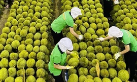 Động thái ‘lạ’ của Thái Lan khi sầu riêng Việt xuất Trung Quốc cao kỷ lục 