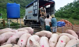 Siết chặt lợn xuất lậu qua biên giới, giá lợn hơi đột ngột giảm mạnh 