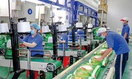 Xuất khẩu gạo tăng chưa từng có, vì sao doanh nghiệp vẫn báo lỗ?